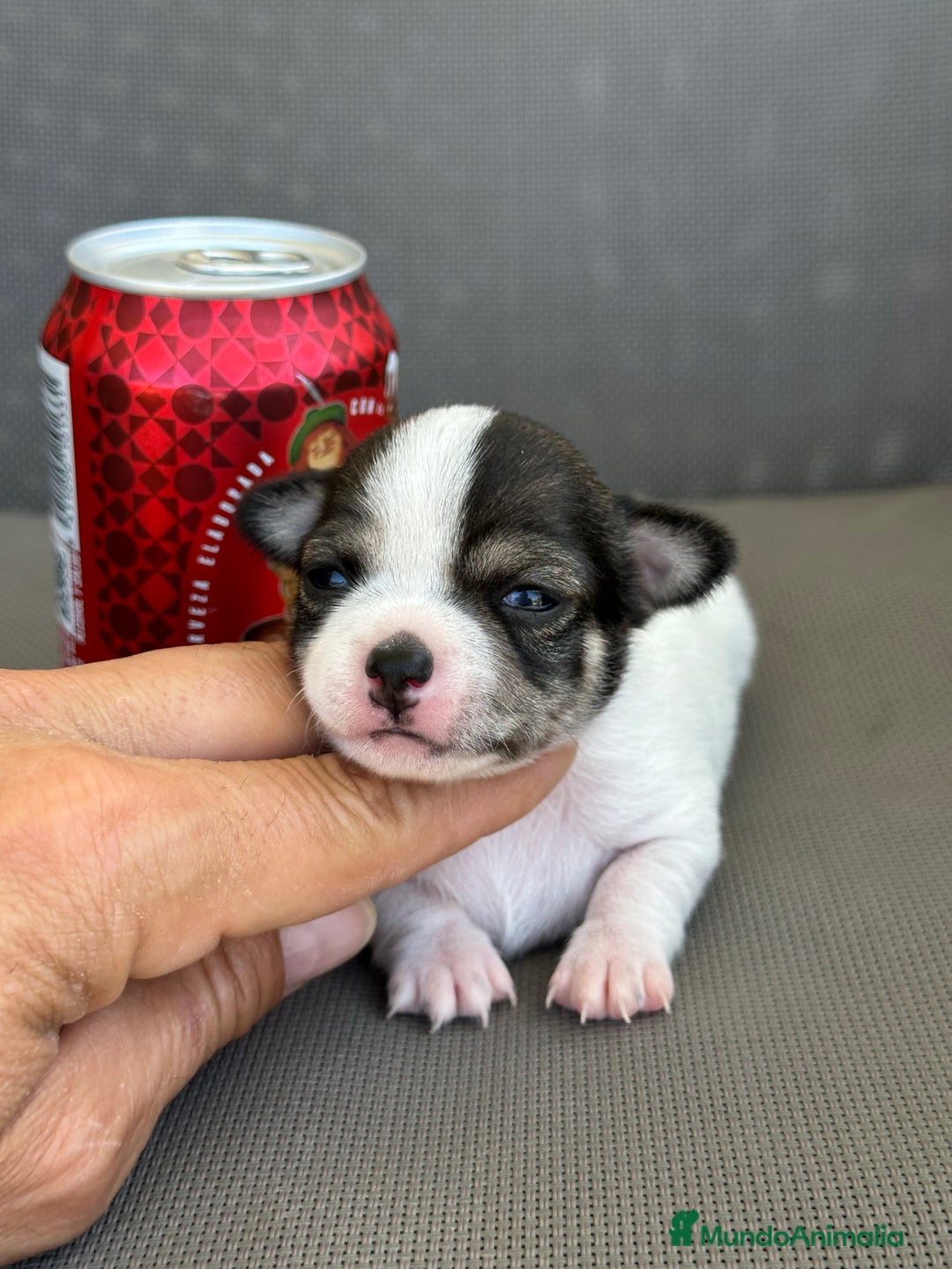 Chihuahua perros en venta: Chihuahuas mis nuevos pequeños - Imagen 5