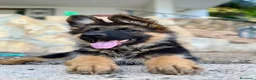 Pastor Alemán perros en venta: PASTOR ALEMAN - Anuncio 4