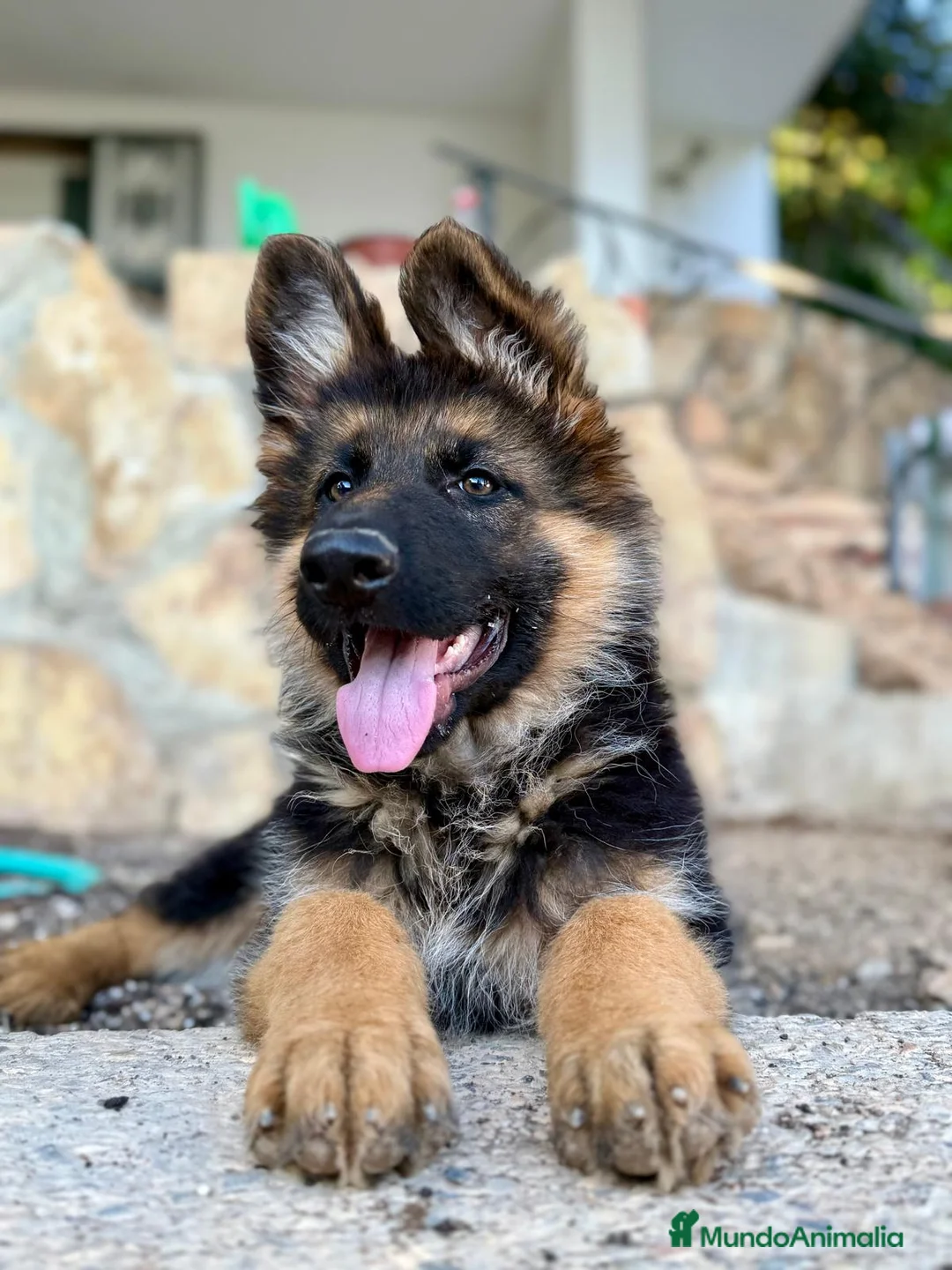 Pastor Alemán perros en venta: PASTOR ALEMAN - Anuncio 4
