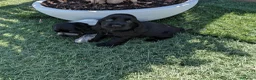 Cocker Spaniel Inglés perros en venta: Cachorros de Cocker Spaniel  - Anuncio 3