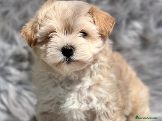 Maltipoo perros en Barcelona - Anuncio 6
