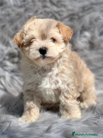 Maltipoo perros en Barcelona - Anuncio 3