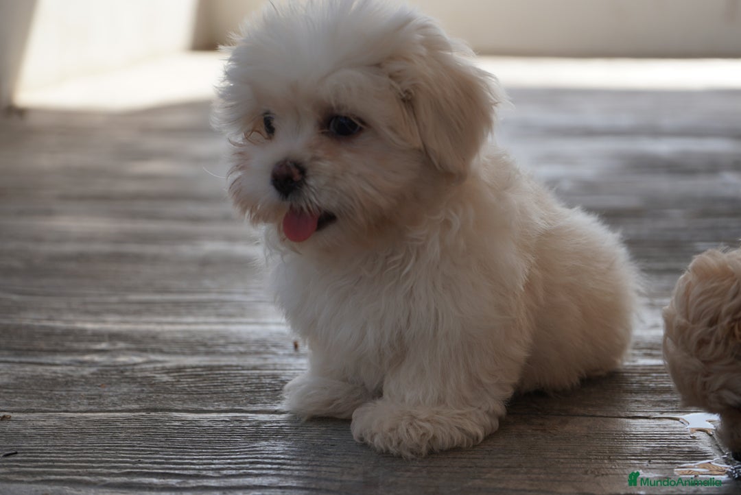 Maltipoo perros en venta: 🐾 Snow, Manolo y Paco –  Maltipoo 🐾 - Imagen 3