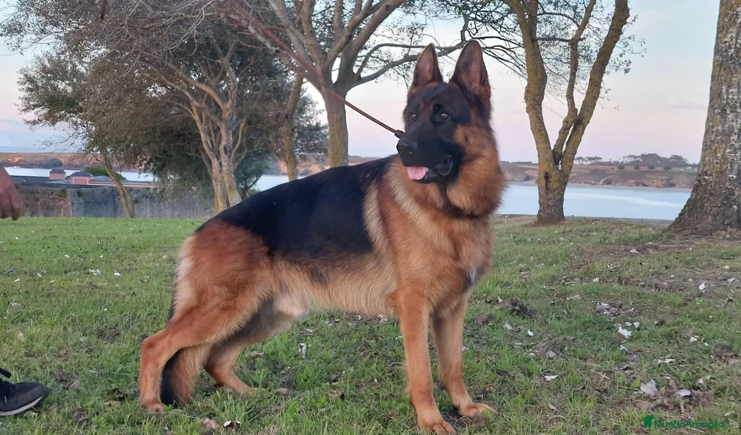 Pastor Alemán perros en venta: Pastores alemanes en Asturias - Anuncio 1