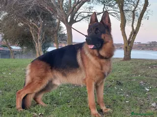 Pastor Alemán perros Pastores alemanes en Asturias - Anuncio 1