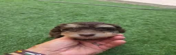 Perro de Agua Español perros en venta: Hembra y macho en Madrid - Anuncio 1