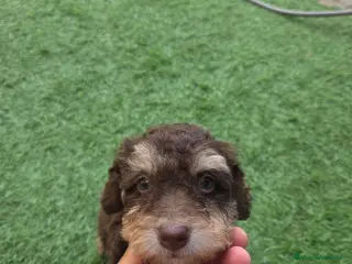 Perro de Agua Español perros Hembra y macho - Anuncio 3