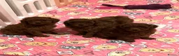 Caniche Toy perros en venta: Caniche Toy Rojo - Anuncio 1