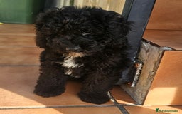 Caniche Toy perros en venta: Caniche toy merles y negros - Imagen 8