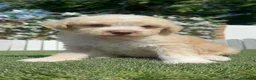 Perro de Agua Español perros en venta: PERRO DE AGUA ESPAÑOL - Anuncio 3
