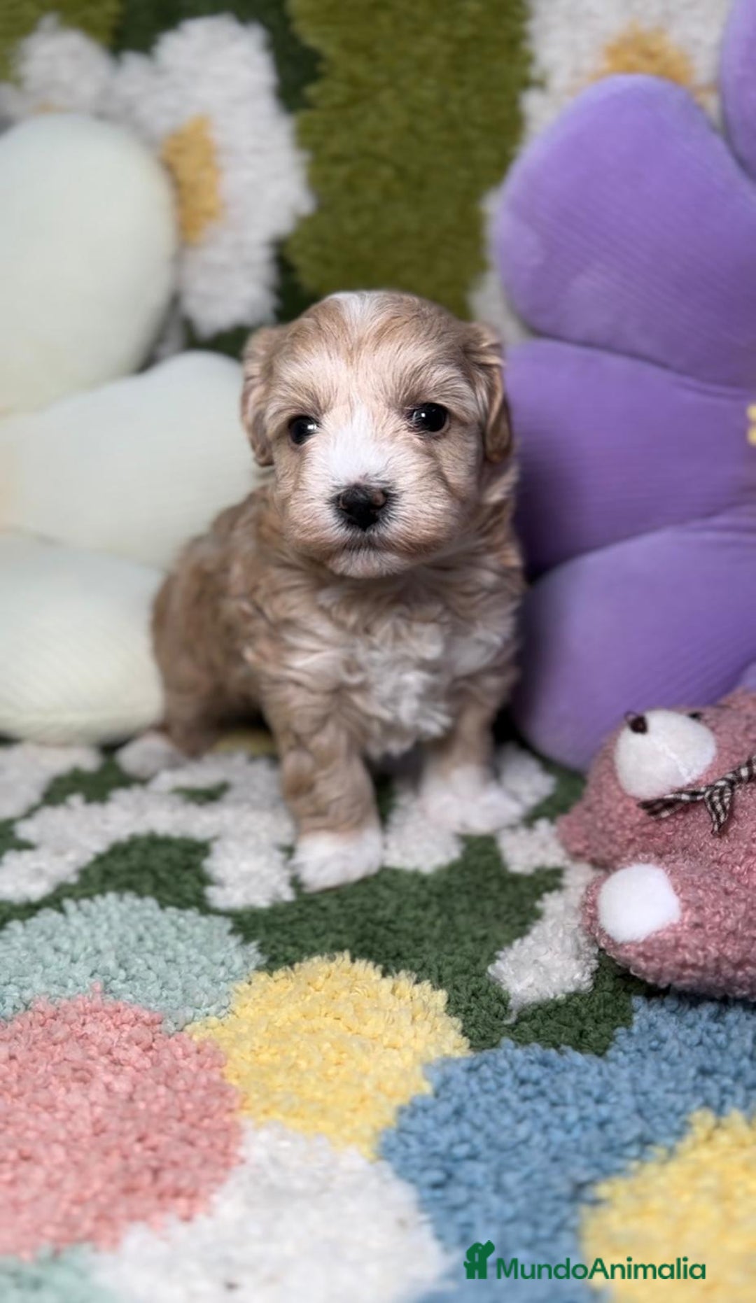 Maltipoo perros en venta: Maltipoo Mini Toy en Madrid - Imagen 1