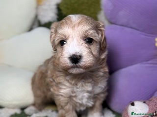 Maltipoo perros en Madrid - Anuncio 21