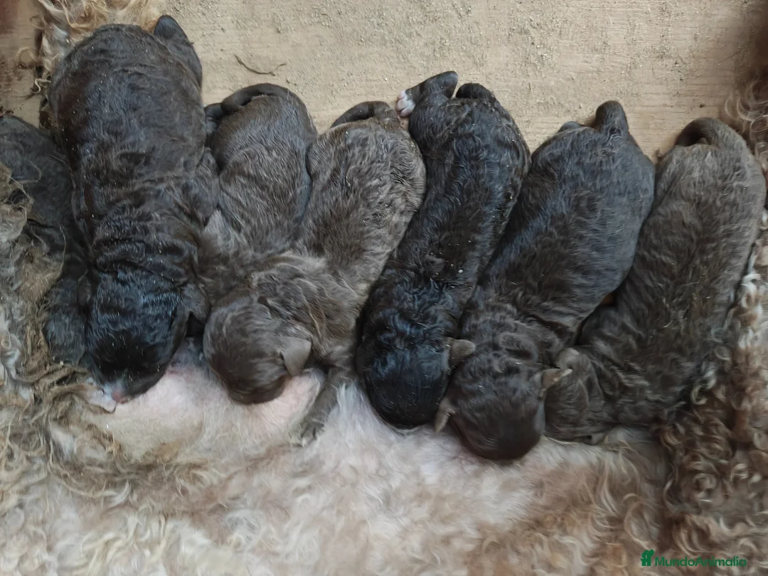 Perro de Agua Español perros en venta: Perro de agua en Sevilla  - Anuncio 2