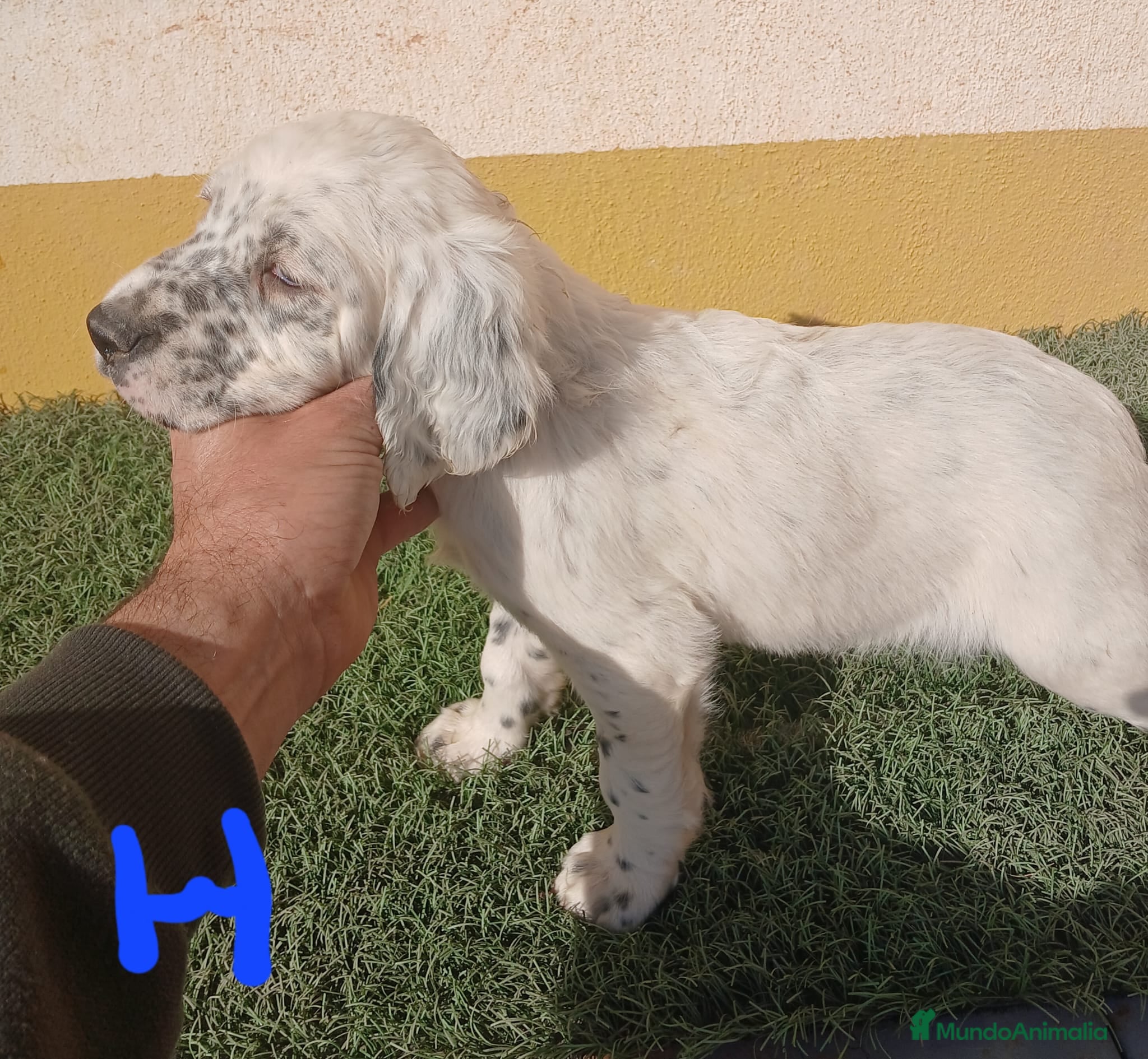 Setter Inglés perros Setter ingles - Anuncio 2