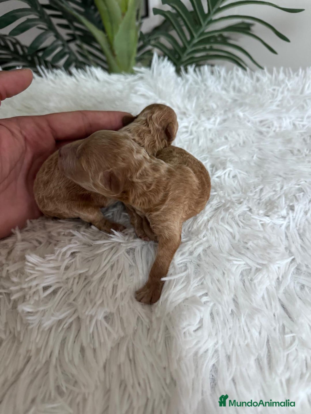 Caniche Toy perros en venta: CANICHE TOY - Imagen 8