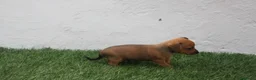Raza Mixta perros en venta: Minijack - Anuncio 14