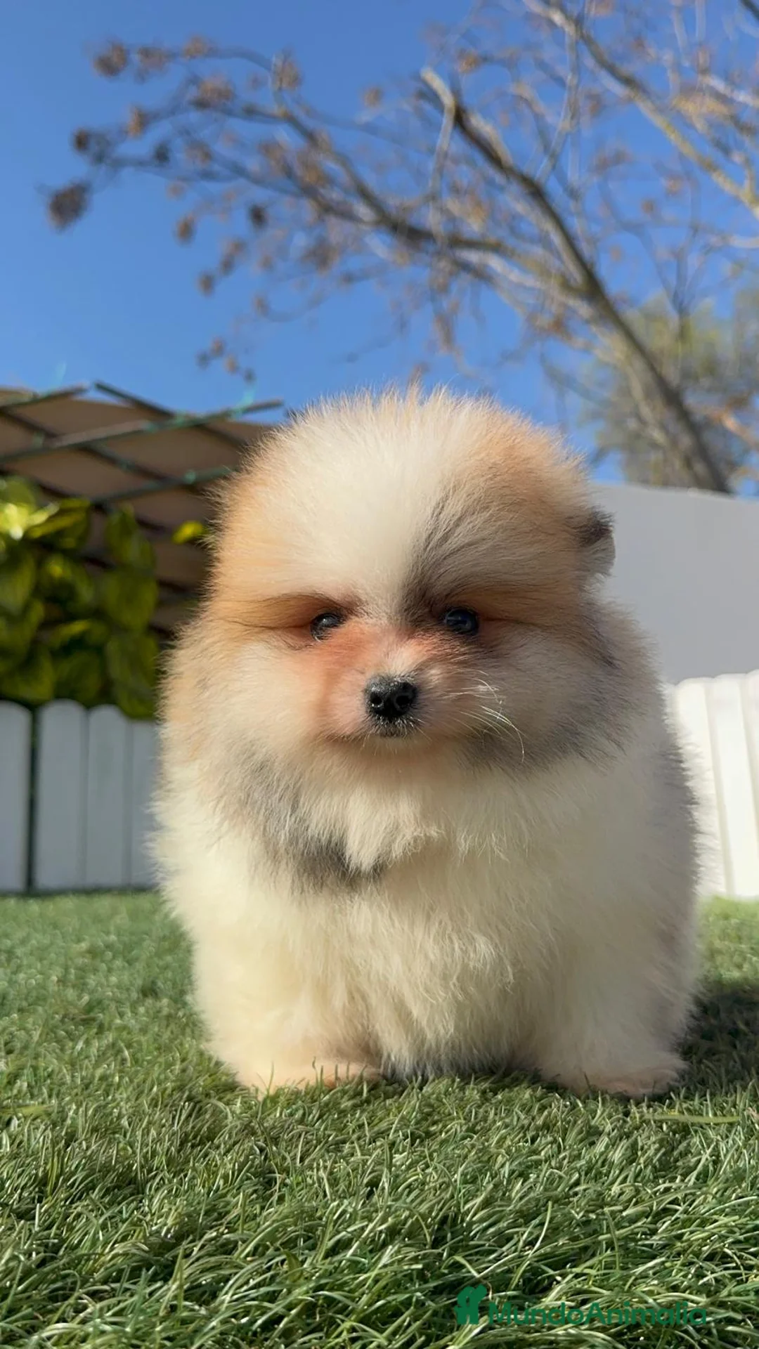 Pomerania perros en venta: POMERANIA - Anuncio 10