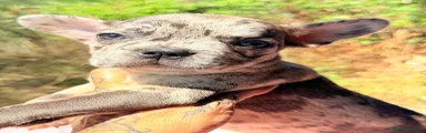 Bulldog Francés 1
