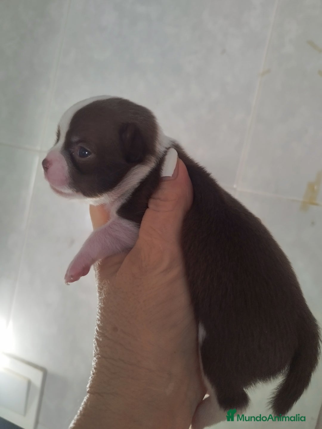 Chihuahua perros en venta: CHIHUAHUA TOY MACHO CALIDAD - Imagen 5