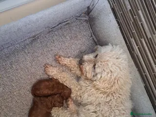 Caniche Toy perros Cachorros de caniche toy - Anuncio 1