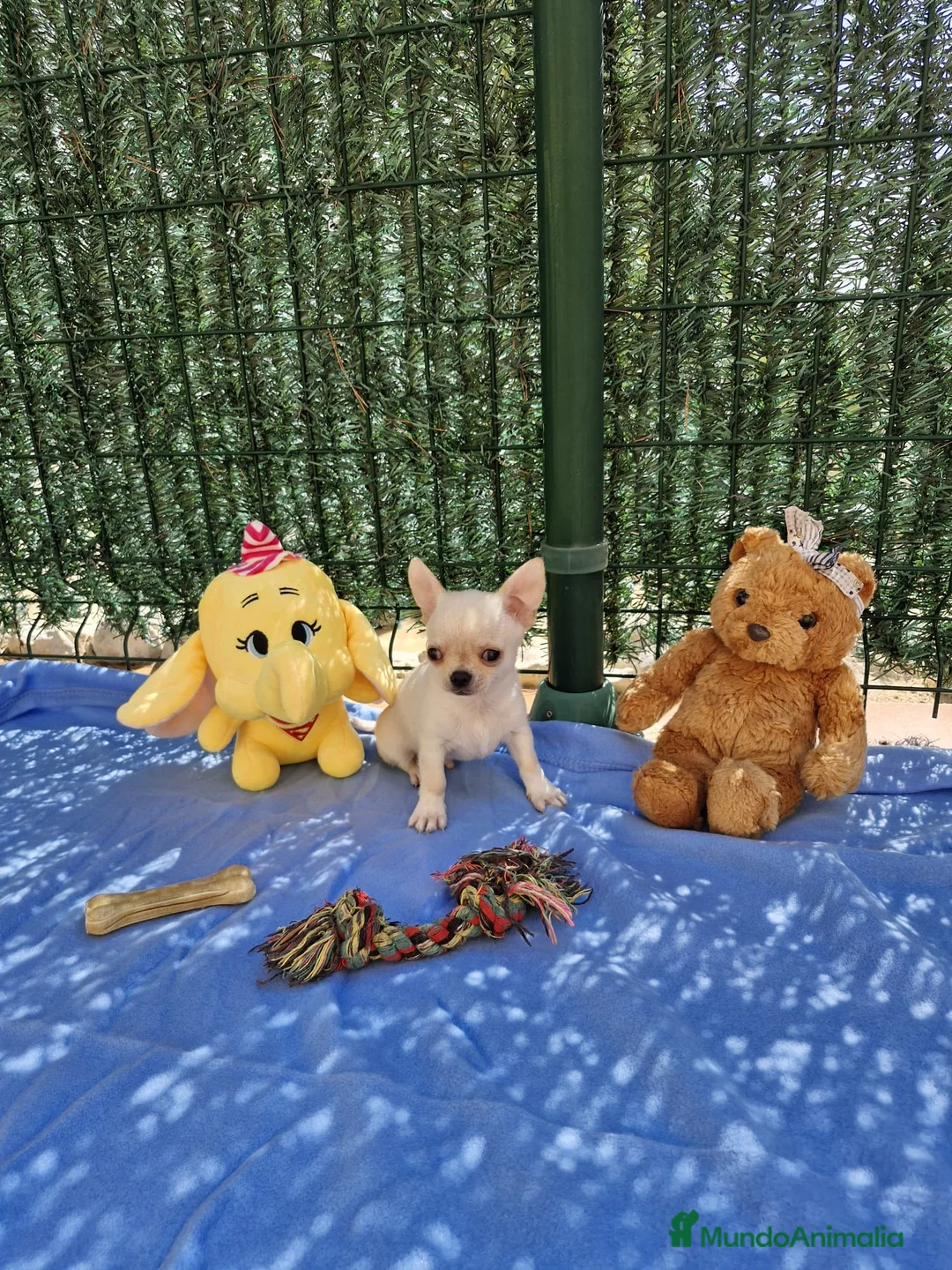 Chihuahua perros en venta: Chihuahuas  en Barcelona - Anuncio 6