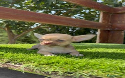 Chihuahua perros en venta: CHIHUAHUA MACHO - Imagen 2