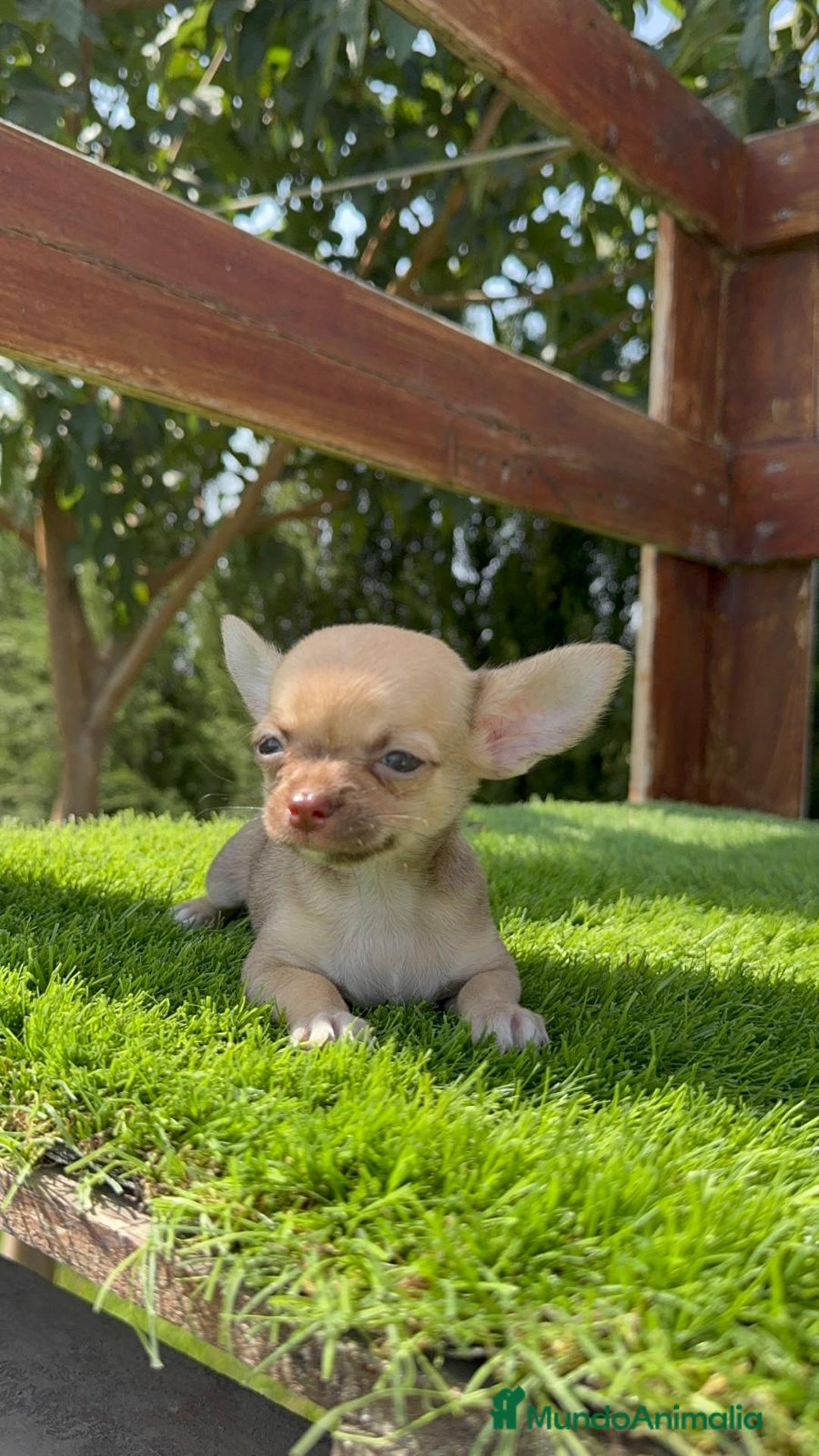 Chihuahua perros en venta: CHIHUAHUA MACHO - Imagen 2