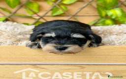Schnauzer Miniatura perros en venta: Camada de Alba  - Imagen 4
