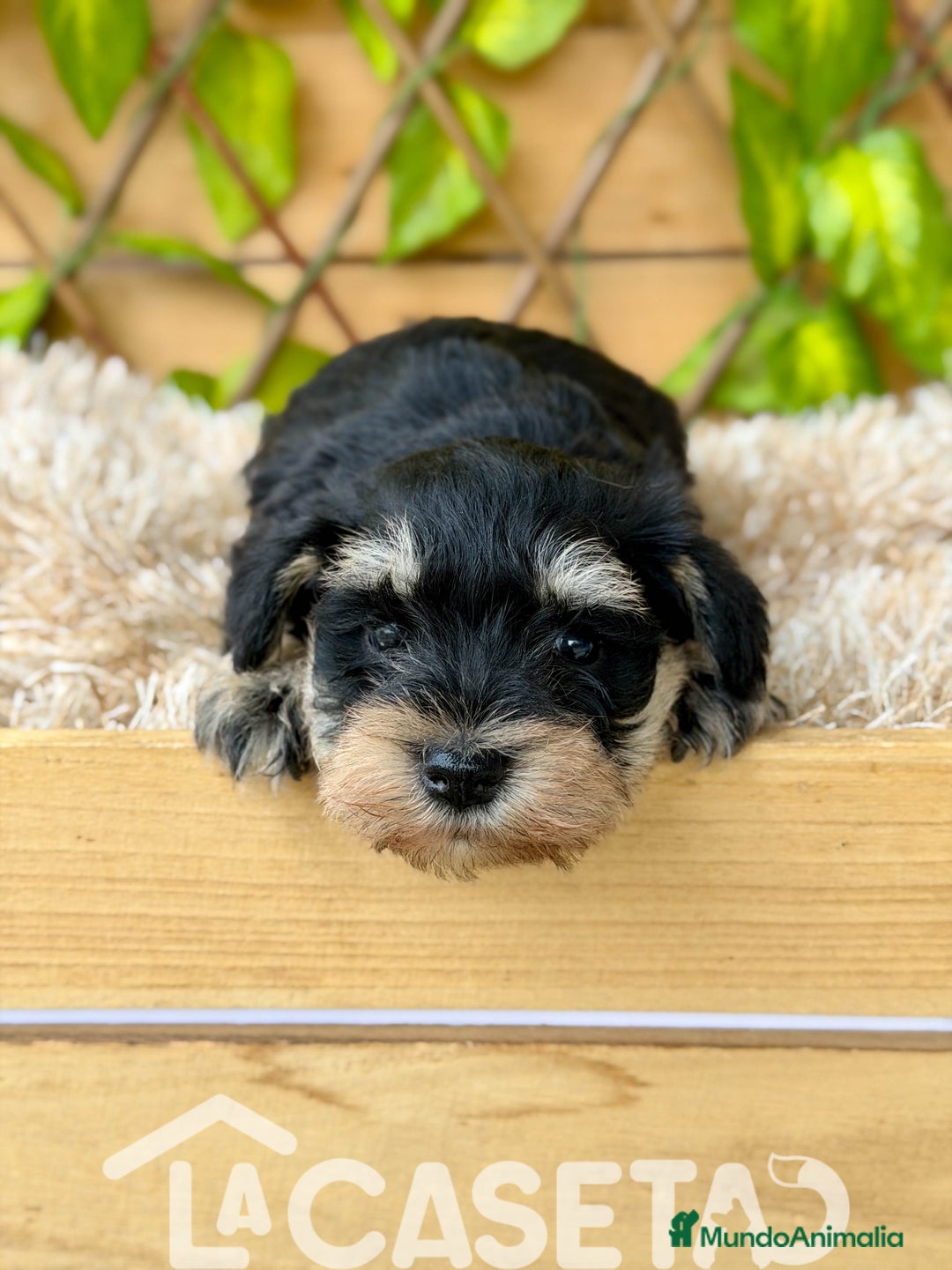 Schnauzer Miniatura perros en venta: Camada de Alba  - Imagen 4