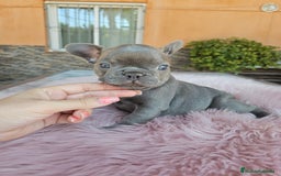Bulldog Francés perros en venta: Bulldog francés hembra lilac - Imagen 4