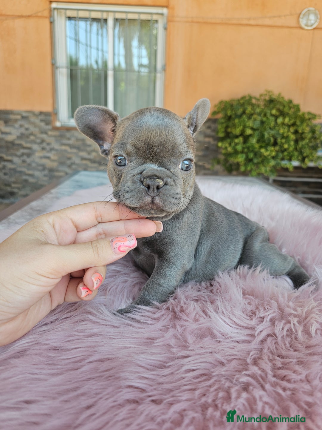 Bulldog Francés perros en venta: Bulldog francés hembra lilac - Imagen 4