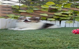 Pomerania perros en venta: POMERANIA MACHO. PRECIO REAL. Envio a toda España. - Imagen 8
