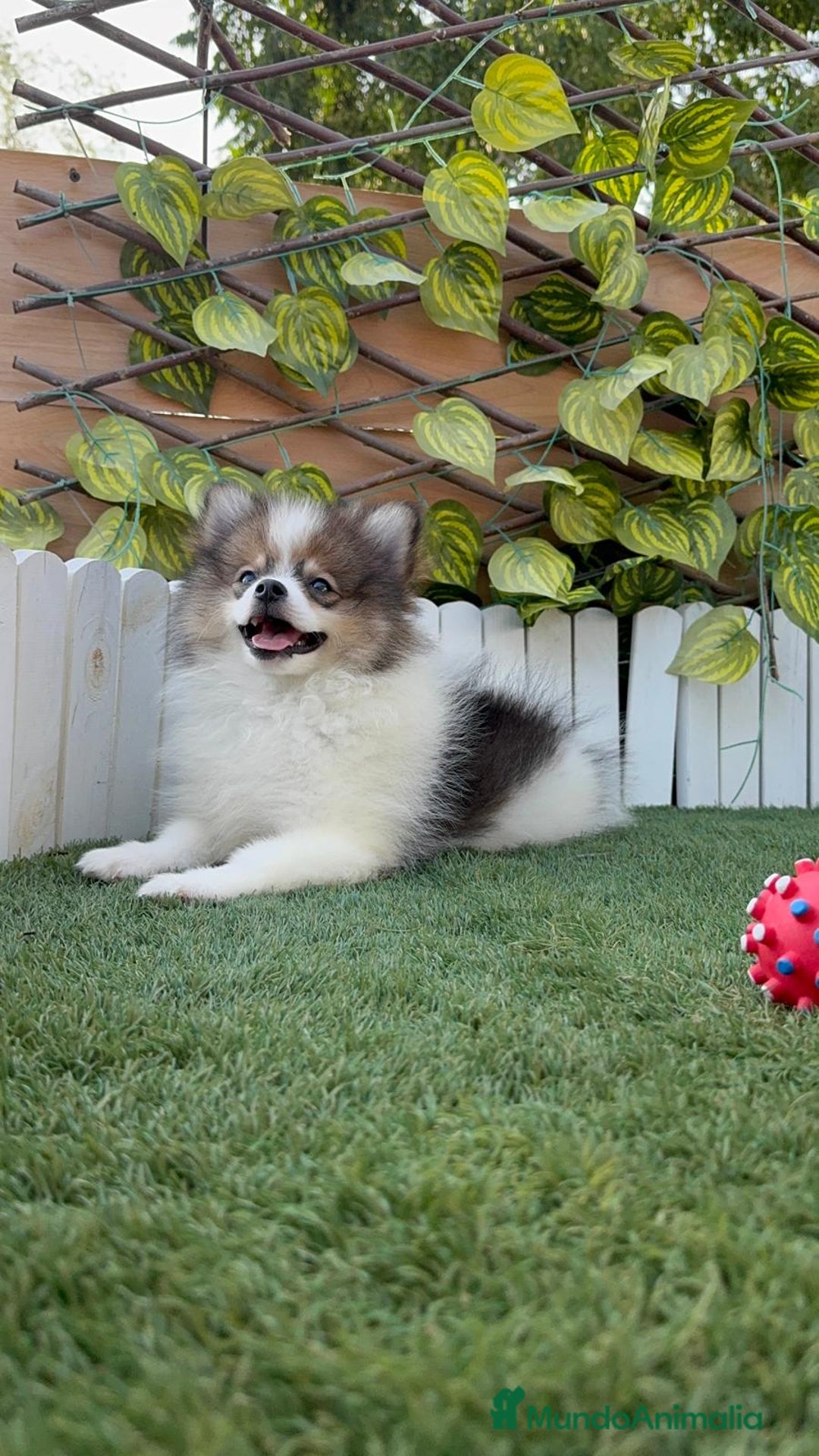 Pomerania perros en venta: POMERANIA MACHO. PRECIO REAL. Envio a toda España. - Imagen 8