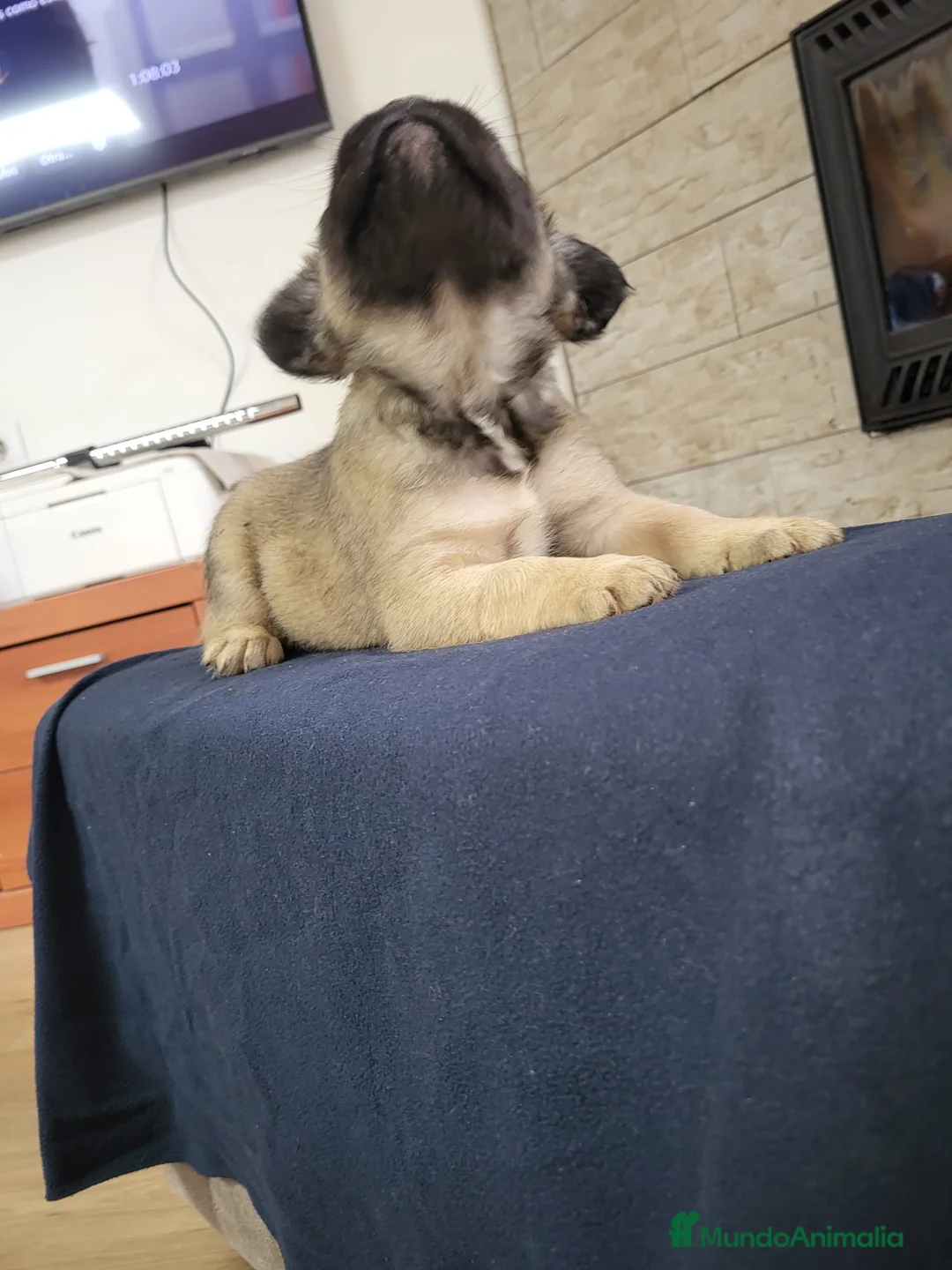 Bulldog Francés perros en venta: Bulldog Frances fluffy macho fawn - Anuncio 2