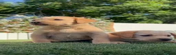 Labrador Retriever perros en venta: LABRADOR RETRIEVER  - Anuncio 16