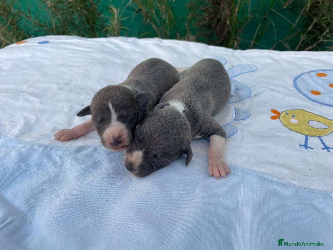 Whippet perros en venta: Nueva camada WHIPPET BLUE - Anuncio 2