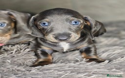 Teckel Miniatura perros en venta: Teckel blue  - Imagen 3