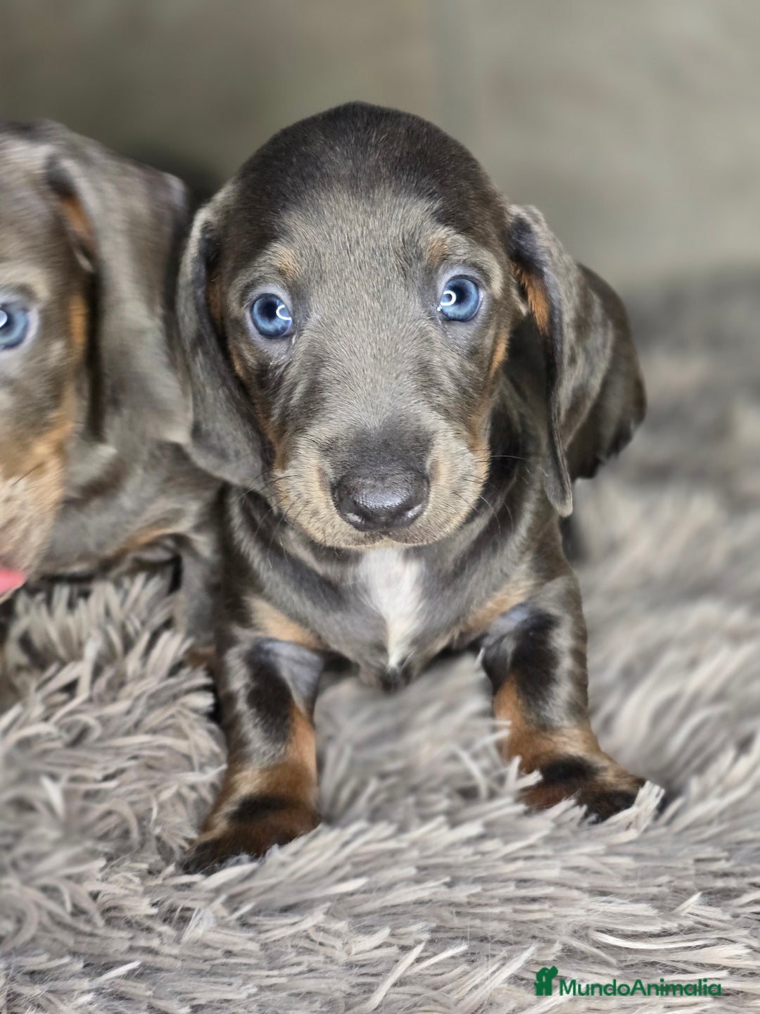 Teckel Miniatura perros en venta: Teckel blue  - Imagen 3