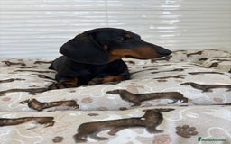 Teckel Miniatura perros en venta: TECKEL MINIATURA  - Imagen 7