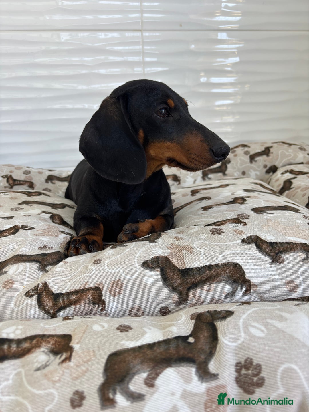 Teckel Miniatura perros en venta: TECKEL MINIATURA  - Imagen 7