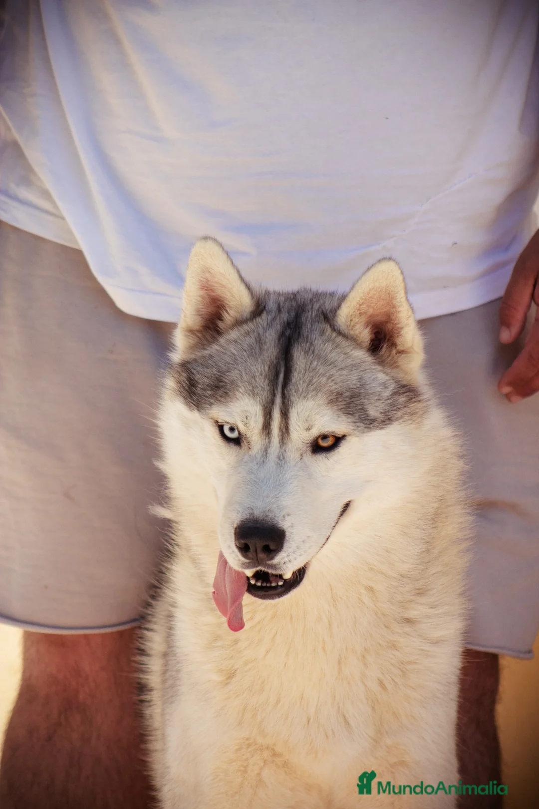 Husky Siberiano perros en venta: Macho  - Anuncio 7