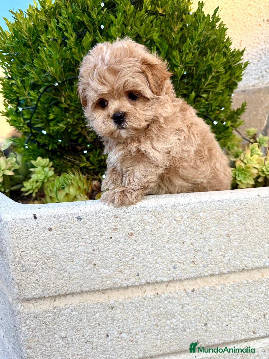 Maltipoo perros en venta: Maltipoo líneas coreanas y asiáticas !!! - Anuncio 2