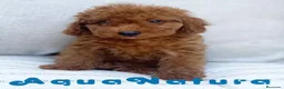 Caniche Enano perros en venta: Caniche Hembra de Barbie 6146 - AQUANATURA en Barcelona - Anuncio 3