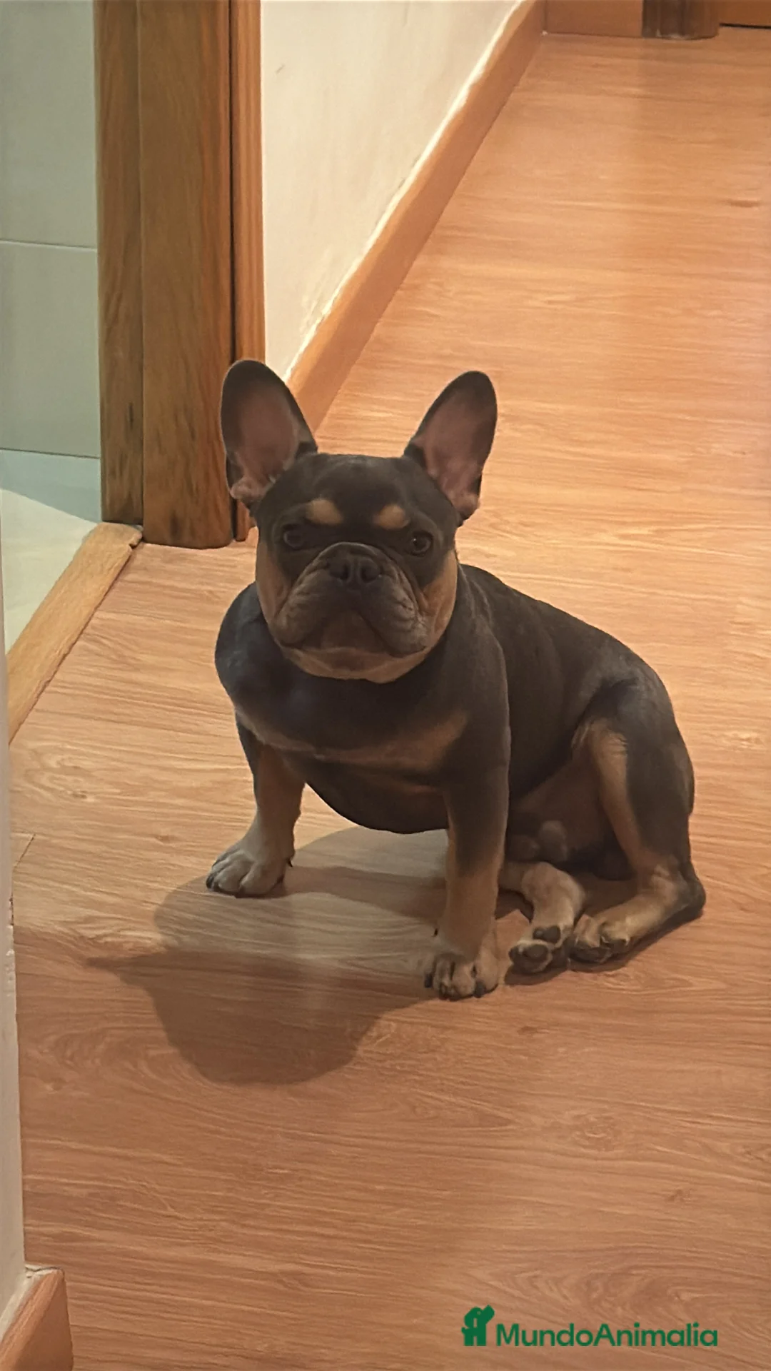 Bulldog Francés perros para monta:  🔥 BULLDOG FRANCÉS MACHO PARA MONTAS - Anuncio 4