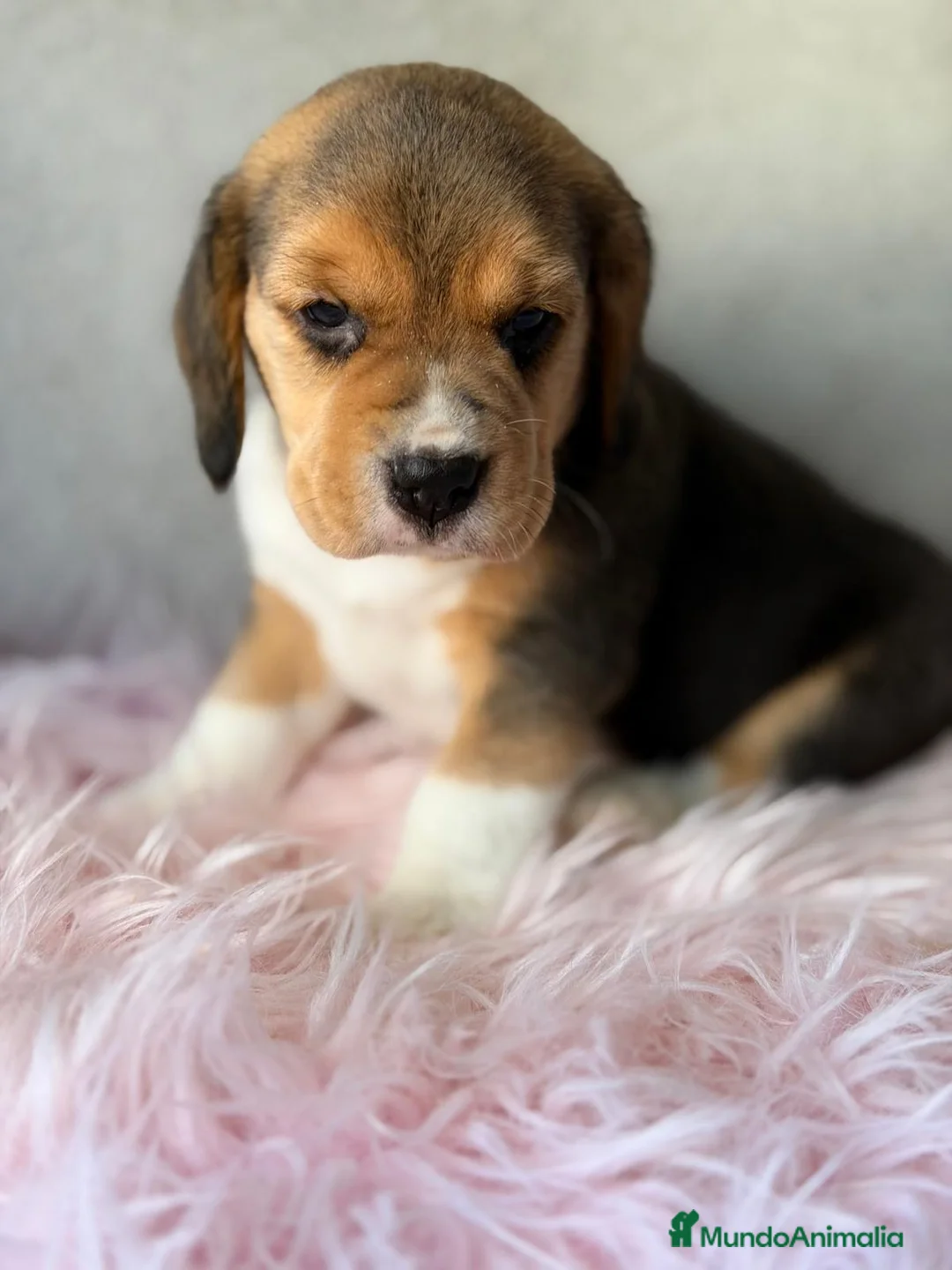 Beagle perros en venta: BEAGLE TRICOLOR LOS MAS PEQUEÑOS - Anuncio 2