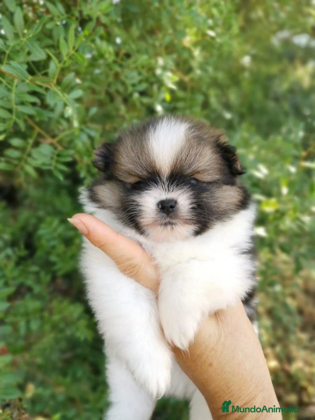 Pomerania perros en venta: Pomerania TOY de calidad Finca Paunais  - Anuncio 23