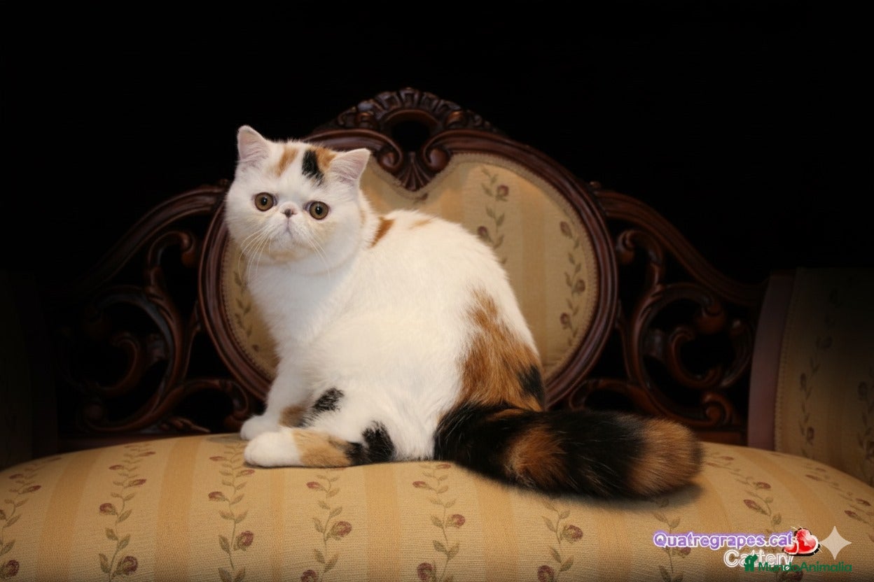 Exótico de Pelo Largo gatos Gatita exotica  - Anuncio 2