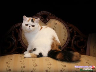 Exótico de Pelo Largo gatos Gatita exotica - Anuncio 1