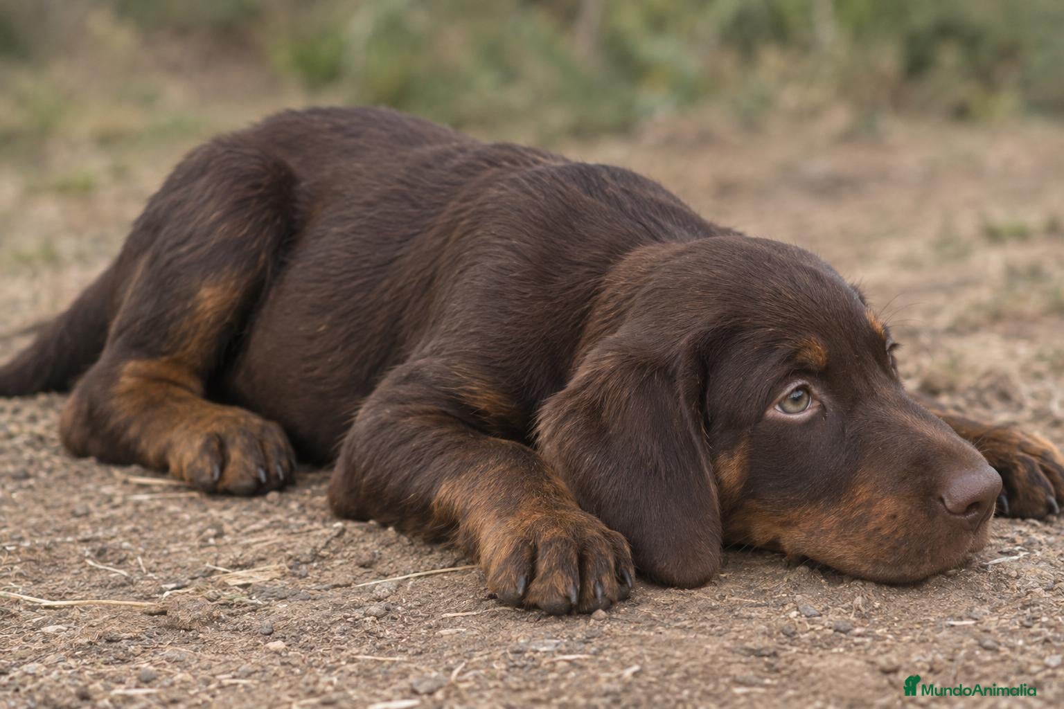 Gran Azul de Gascuña perros Cachorros de Gran Azul de Gascuña - Anuncio 2