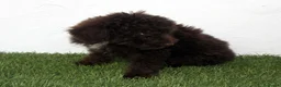 Perro de Agua Español perros en venta: Perro de Agua Español - Anuncio 9